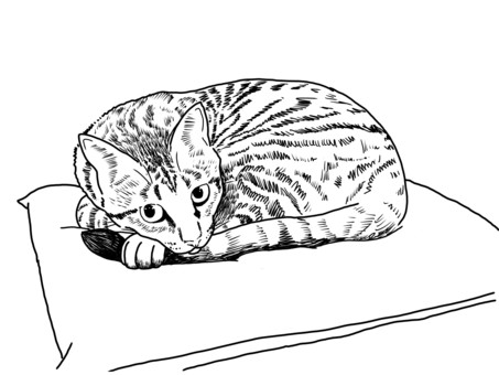 Illustration, cat, animal, a pet, 