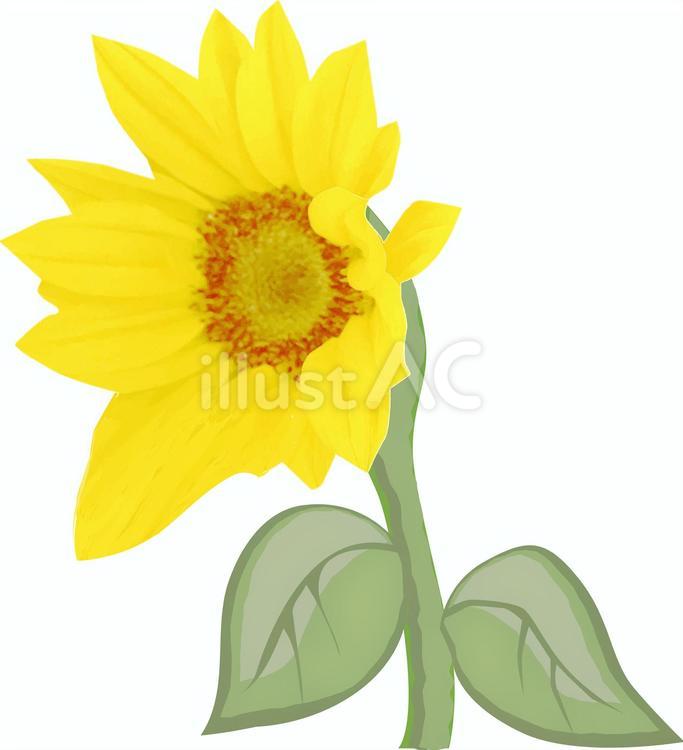 ヒマワリ　 ヒマワリ,花,咲くのイラスト素材