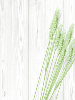 青々した緑の麦穂と板の背景mugi021 麦穂,青々,リアル,緑,ナチュラル,お洒落,自然,植物,大人っぽい,枠のイラスト素材