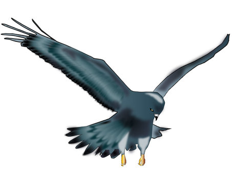 Eagle 06, illustration, eagle, bird, JPG and PNG