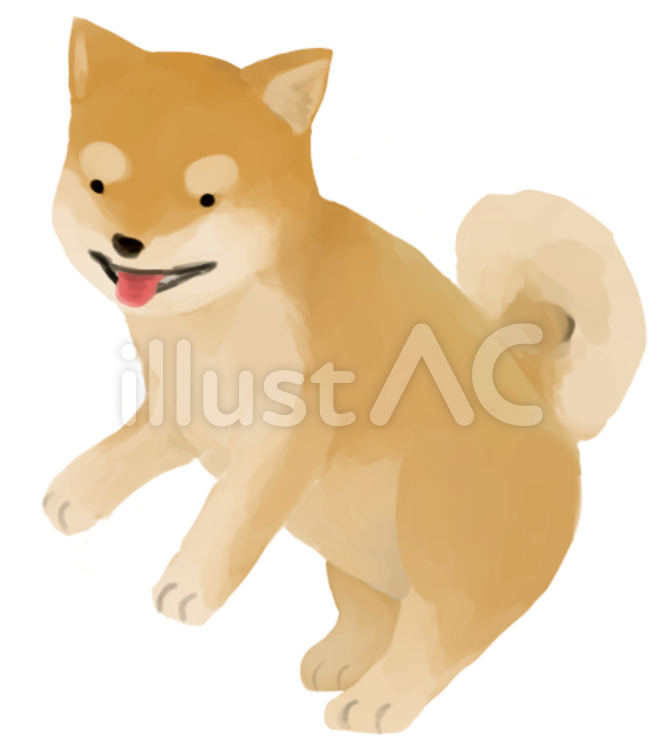 ふわふわ豆しば 犬,豆柴,柴犬のイラスト素材