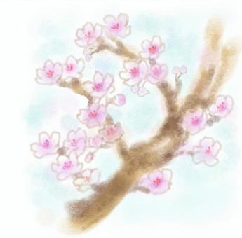 桜 桜,手書き,絵手紙,春,開花,枝ぶり,満開,ピンク,パステルカラー,透過のイラスト素材