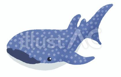 ジンベエザメのイラスト