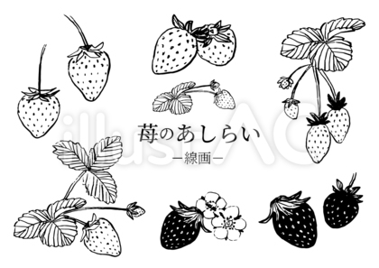苺のあしらい・線画