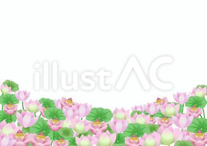 蓮の花のイラスト