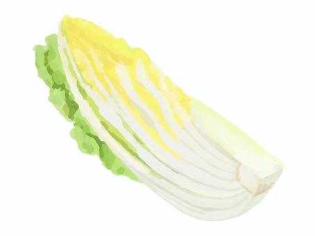 リアルすぎない白菜(4分の1カット) 食べ物,野菜,白菜,葉物野菜,4分の1,断面,カットのイラスト素材