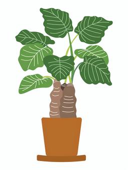 クワズイモ（鉢植え） クワズイモ,観葉植物,鉢植え,緑,インテリア,植木,プランター,樹木,鉢,木のイラスト素材