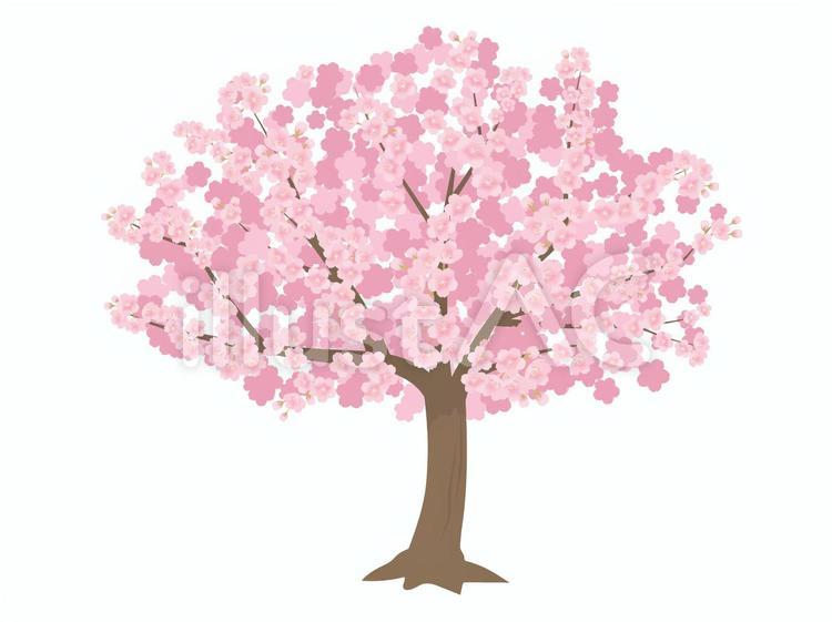 桜の木 桜の木,桜,桜の花のイラスト素材