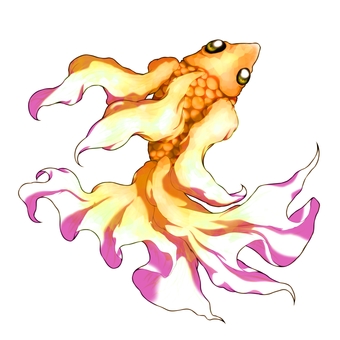 オレンジ色の金魚 オレンジ色,白色,ひらひら,魚,金魚のイラスト素材