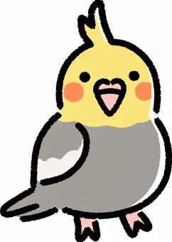 オカメインコ オカメインコ,動物,小動物,小鳥,オウム,ペット,生き物,生物,鳥類,デフォルメのイラスト素材