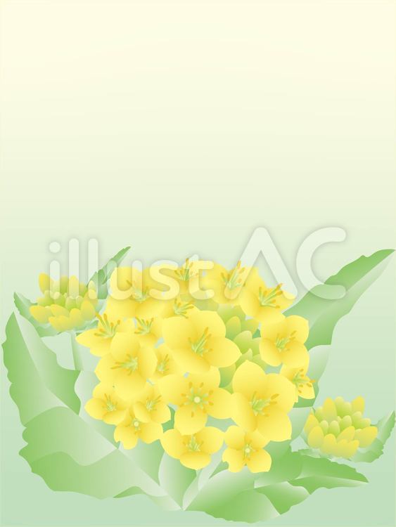 菜の花-縦 菜の花-縦 菜の花,花,蕾のイラスト素材