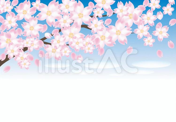 桜の木と青空 桜,青空,空のイラスト素材