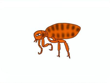 ノミ ノミ,害虫,寄生,昆虫,吸血のイラスト素材