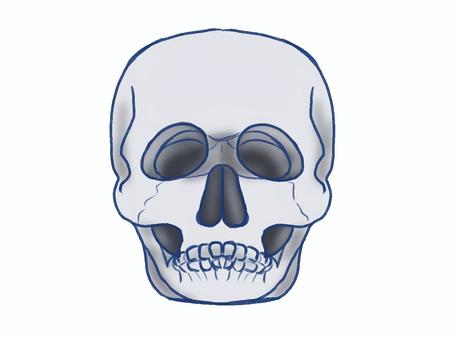 人の頭蓋骨正面 人の頭蓋骨正面 頭蓋骨,手描き,骨,正面,人体,ホラー,髑髏,しゃれこうべ,スカル,人骨のイラスト素材