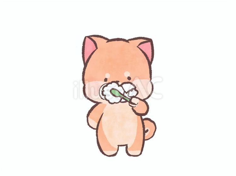 歯磨きをする柴犬 柴犬,動物,生き物のイラスト素材