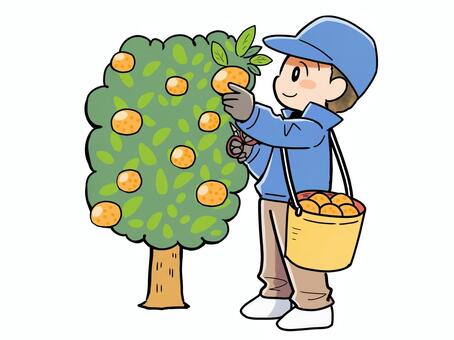 みかん農家 みかん農家,みかん,みかんアルバイター,農業,農家,愛媛,産地,収穫,職業,くだもののイラスト素材