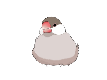 シナモン文鳥 鳥,かわいい,ペット,手乗り,無料,フリー,素材,シナモン,文鳥,シナモン文鳥のイラスト素材