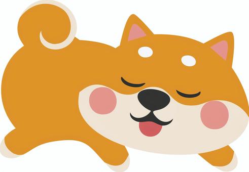 幸せそうに寝る柴犬 柴犬,犬,動物,睡眠,昼寝,うたたね,ペット,眠りのイラスト素材