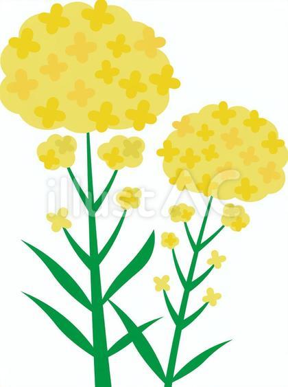 菜の花