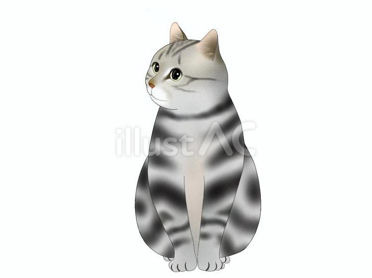 うちの猫 猫,子猫,かわいいのイラスト素材