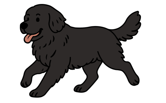 ニューファンドランド ニューファンドランド,大型犬,黒,走る,舌のイラスト素材