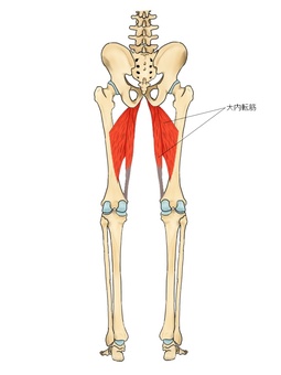 大内転筋のイラスト（後面） 大内転筋,筋,筋肉,ガイコツ,解剖,骨,モデル,骨格,解剖学,スケルトンのイラスト素材