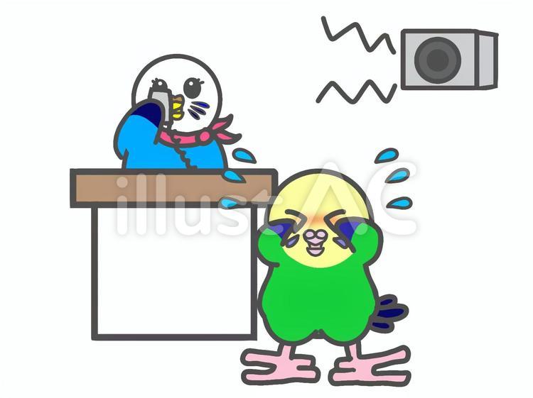 セキセイインコ　迷子のお知らせ セキセイインコ,鳥,動物のイラスト素材