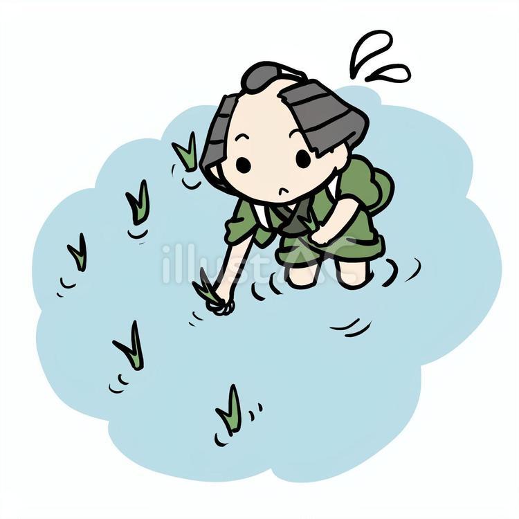 田植えする町民 町民,田植え,田んぼのイラスト素材