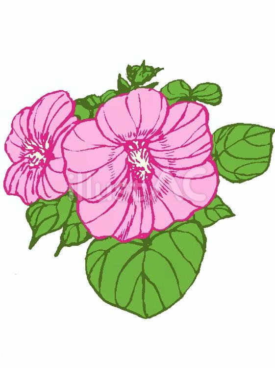 誕生花(６月２３日) 花,ラバテラ,誕生花のイラスト素材