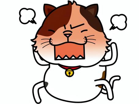 Illustration, cat, san mao cat, anger, 