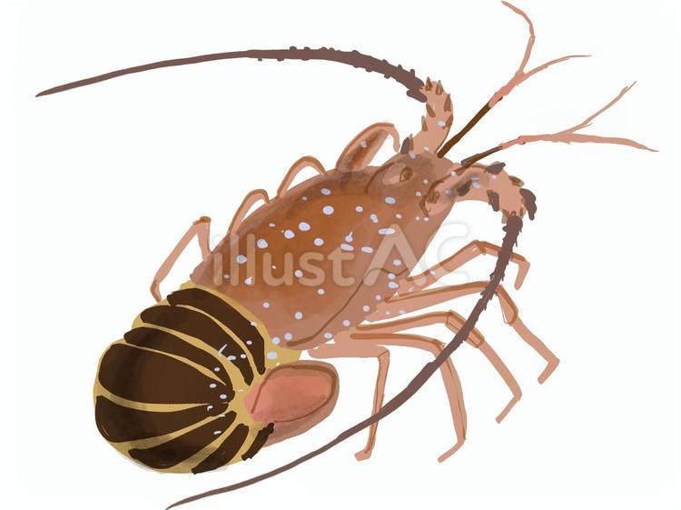 伊勢海老 伊勢海老,エビ,高級品のイラスト素材