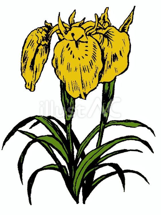 誕生花(６月２４日) 花,キショウブ,誕生花のイラスト素材
