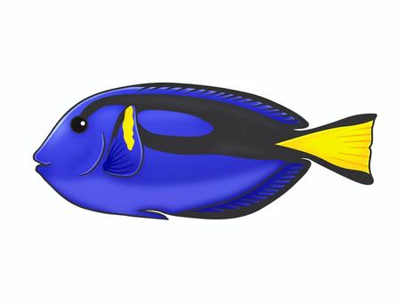 ナンヨウハギ ナンヨウハギ,魚,青,観賞魚,かわいい,海水魚,鮮やか,コバルトブルー,手描き,横向きのイラスト素材