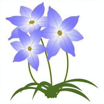 Illustration, hananilla, ifion, chinese chive, 