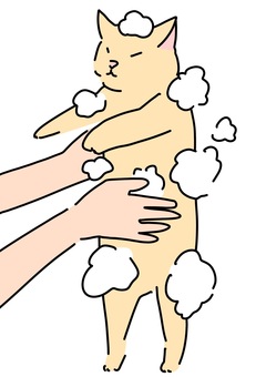 猫を立たせて洗う　カラー 猫,泡,清潔,洗浄,カラーのイラスト素材