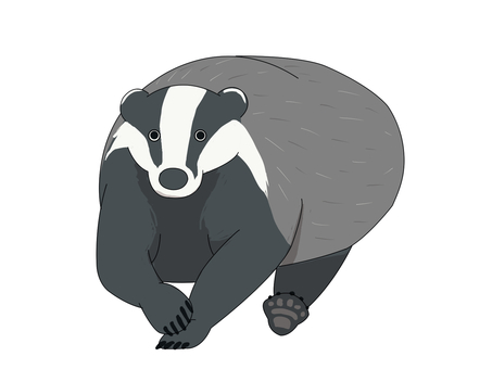 ヨーロッパアナグマ（走る） ヨーロッパアナグマ,アナグマ,ヨーロッパ,動物,走るのイラスト素材