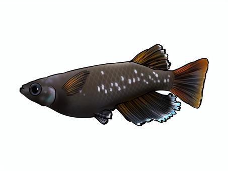 改良メダカ【オランジェ】 改良メダカ【オランジェ】 メダカ,改良メダカ,めだか,かわいい,きれい,魚,淡水魚,無料,フリー,オランジェのイラスト素材