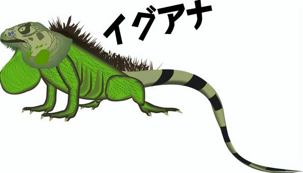 グリーンイグアナ  グリーンイグアナ,イグアナ科,爬虫類,トカゲ,カタカナ,リアル,立体のイラスト素材