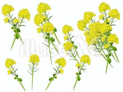 菜の花のパーツ