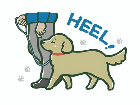 犬のしつけ（ついて） 犬,しつけ,英語,命令,ついて,散歩,飼い主,リード,嬉しい,肉球のイラスト素材