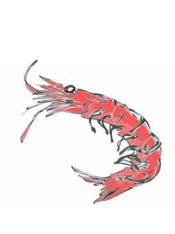 shrimp, and handle, sea creatures, shrimp, JPG