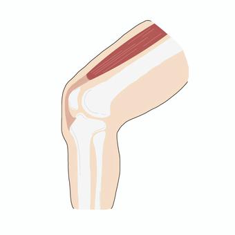 奧斯古德插圖, JPG 和 PNG 奧斯古德插圖, 大腿四頭筋, 奧斯古德, 膝蓋, JPG 和 PNG