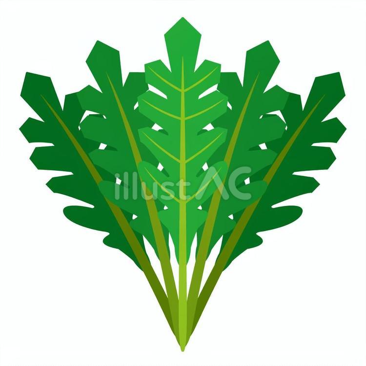 シュンギク（線なし） シュンギク,野菜,アイコンのイラスト素材