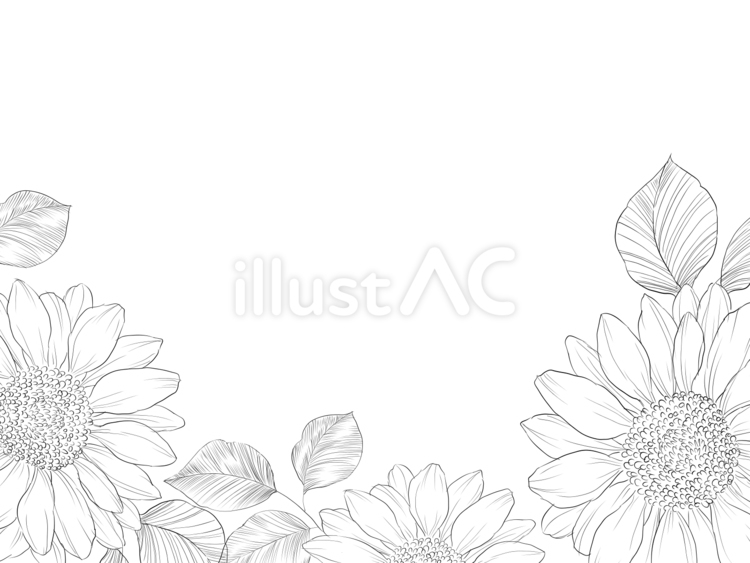 夏のひまわり線画のフレーム 夏,ひまわり,花のイラスト素材
