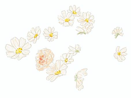 花　マーガレット　バラ　背景　水彩　白 マーガレット,デイジー,花,背景,水彩,白,ピンク,カモミール,草花,ナチュラルのイラスト素材