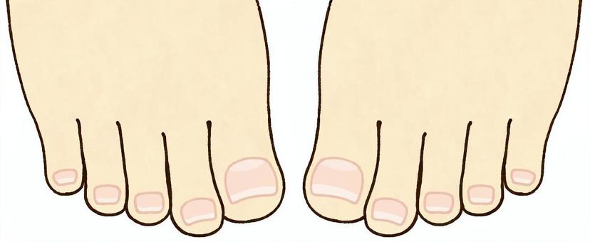 つま先② つま先,足,爪,ネイル,ネイルケア,フットケア,親指,人差し指,中指,薬指のイラスト素材