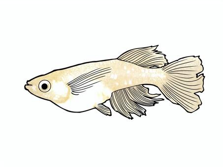 改良メダカ【天使の雫】 メダカ,めだか,改良メダカ,天使の雫,魚のイラスト素材