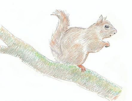 タイワンリス タイワンリス,かわいい,注意,外来種,鉛筆画のイラスト素材