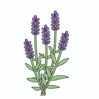 Illustration, lavender, flower, flour, JPG and PNG