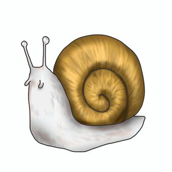 snails, JPG and PNG snails, snails, creatures, rain, JPG and PNG